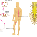 Dorsal Root Ganglion: Unraveling the Secrets Beneath Your Spine