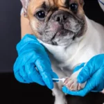 Neosporin on Dogs: Unraveling the Mystery